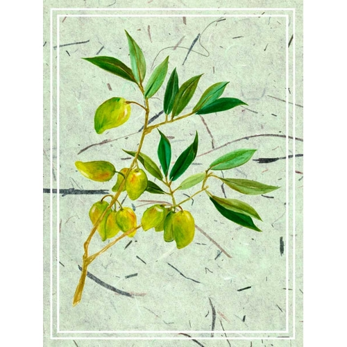 Olives on Textured Paper II