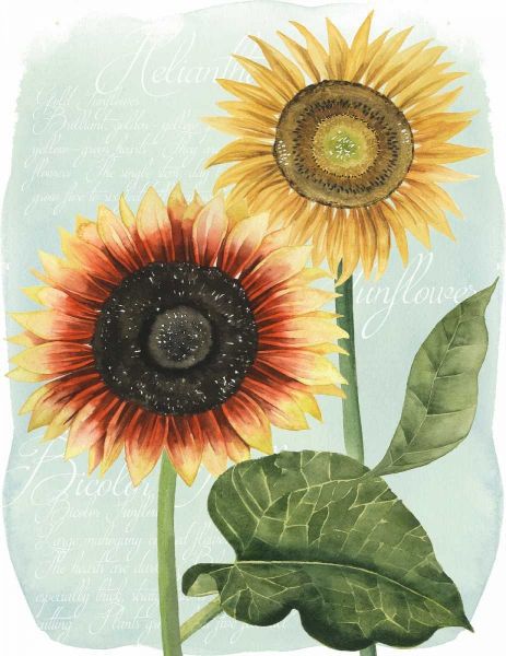 Sunflower Study I