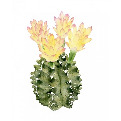 Cactus Bloom II