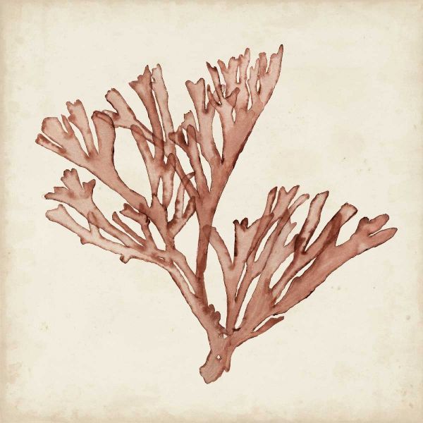 Seaweed Specimens XIII