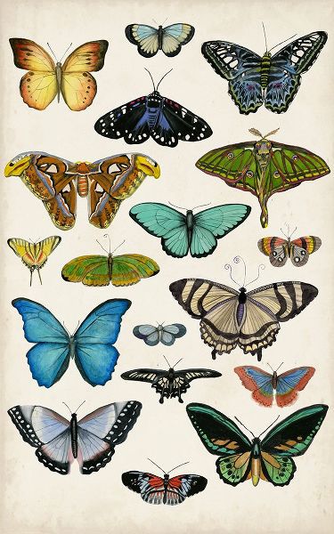 McCavitt, Naomi 아티스트의 Butterfly Taxonomy I작품입니다.