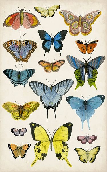 McCavitt, Naomi 아티스트의 Butterfly Taxonomy II작품입니다.