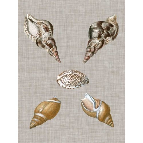 Shells on Linen IV