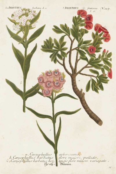Botanical Varieties IV