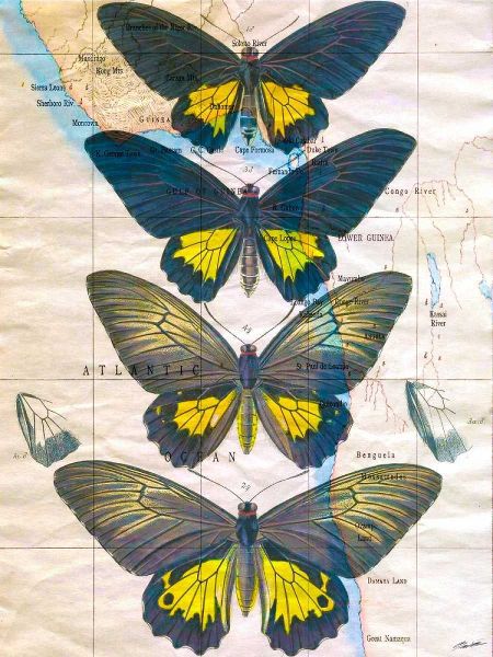 Butterfly Map II