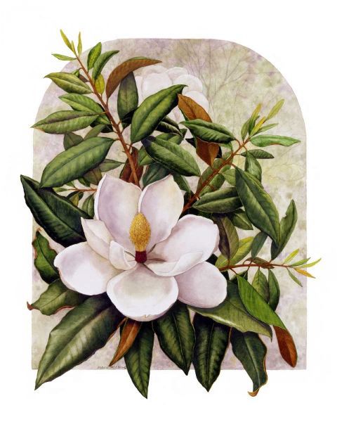 Magnolia Vignette