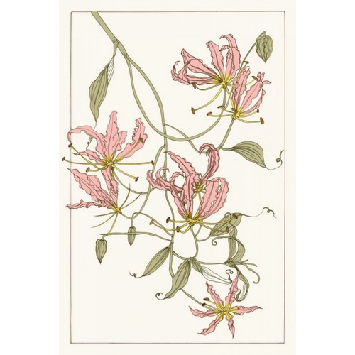 Botanical Gloriosa Lily II