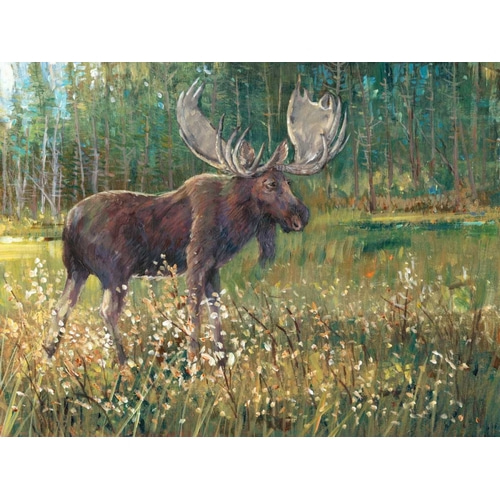 Moose in the Field