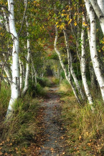 Birch Path II