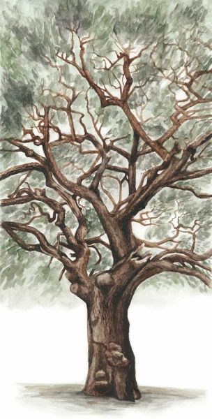 Oak Tree Composition II