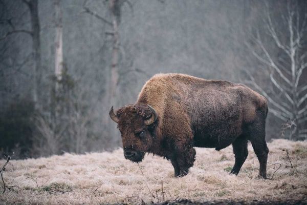 Solitary Bison II