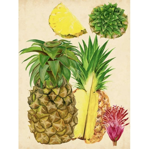 Tropical Pineapple Study I