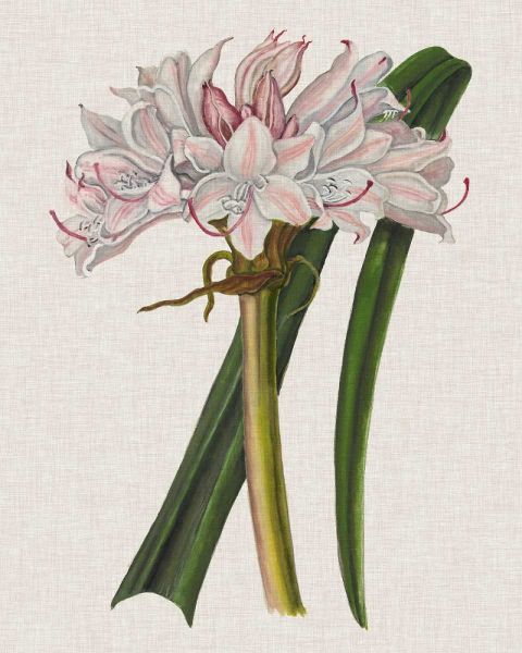 Crinium Lily I
