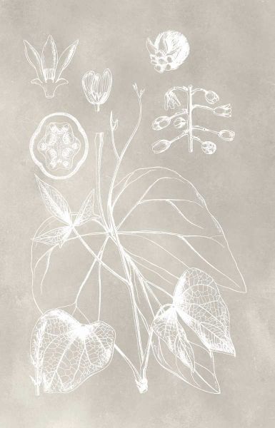 Botanical Schematic II