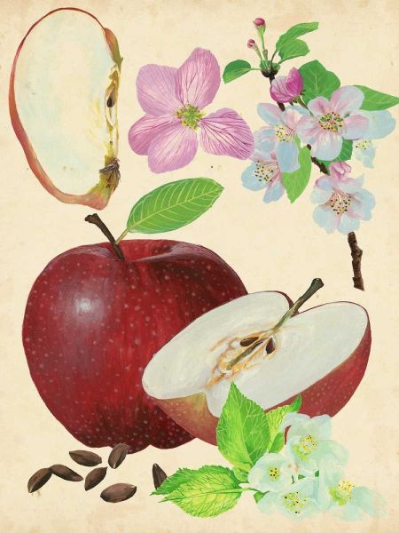 Apple and Blossom Study I