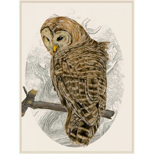 Barred Owl II