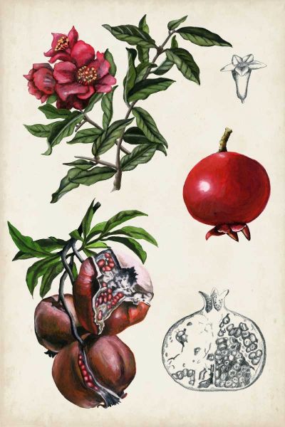 Pomegranate Composition II