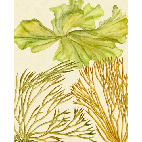 Vintage Seaweed Collection I