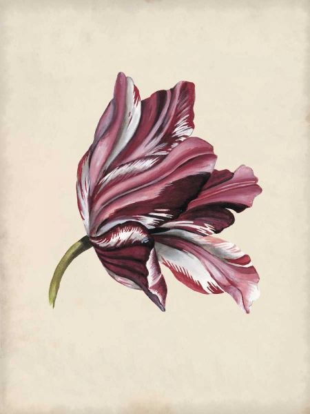 Antique Tulip Study III
