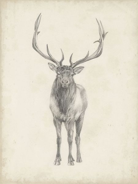 40x30 Custom Elk Study