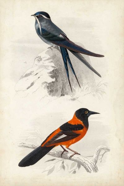 DOrbigny Birds VII