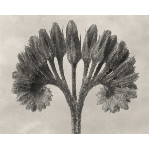 Blossfeldt Botanical VII