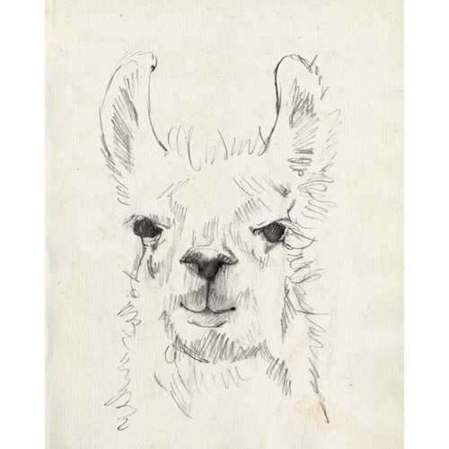 Llama Portrait I