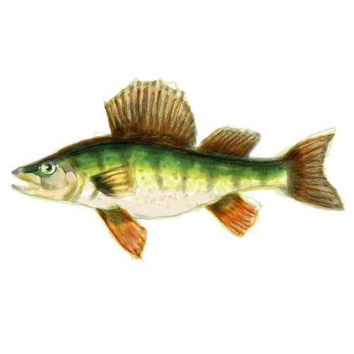 Illustrated Yellow Perch