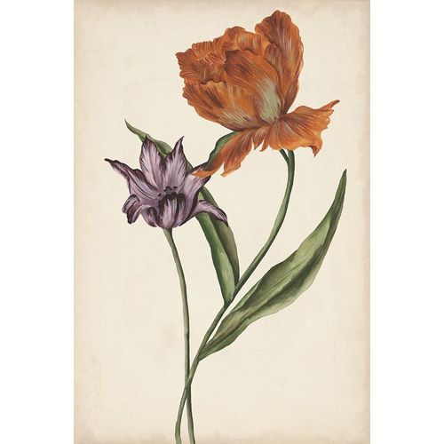 Two Tulips II