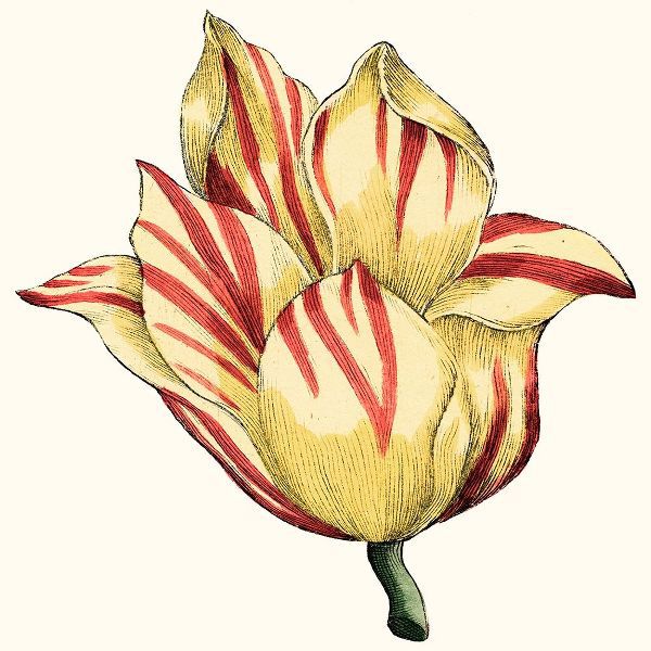 Tulip Garden III