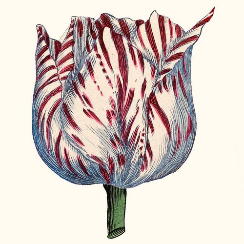 Tulip Garden VI