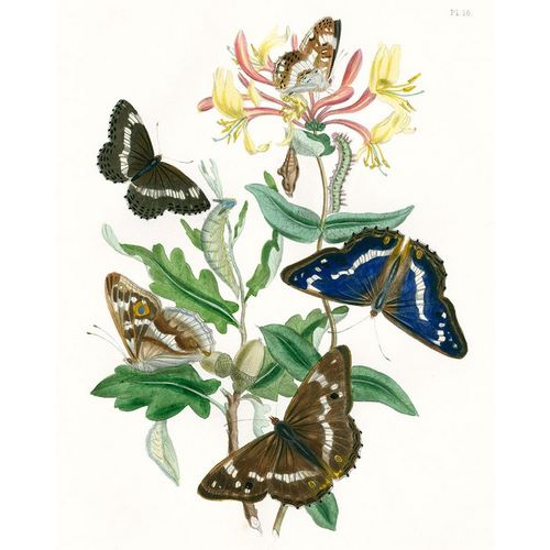 British Butterflies I