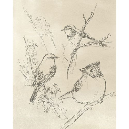 Vintage Songbird Sketch I
