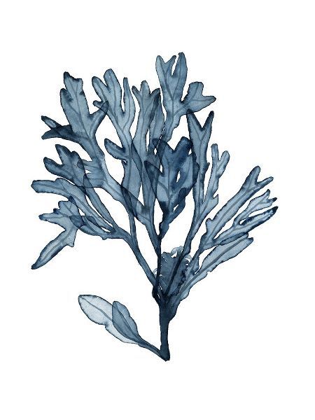 Seaweed Specimens on White II