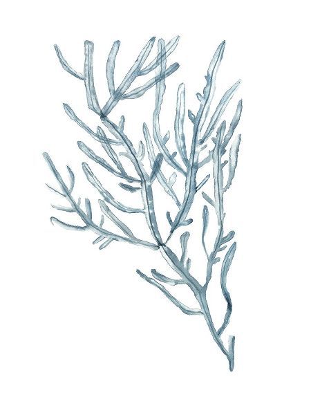Seaweed Specimens on White III