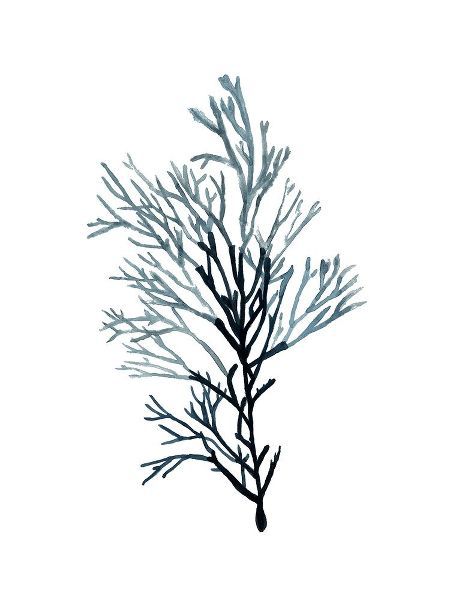 Seaweed Specimens on White IV