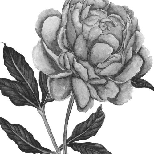 Flowers in Grey IV