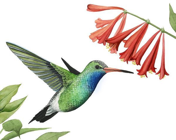 Hummingbird and Flower II