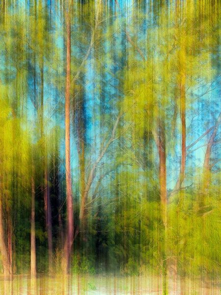 Tree Blur II