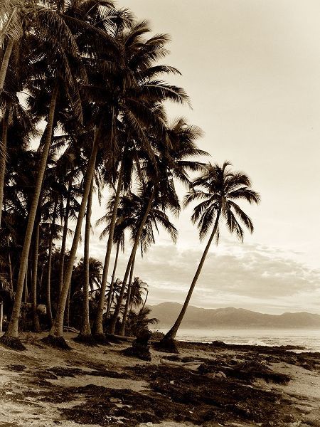 Island Palms I