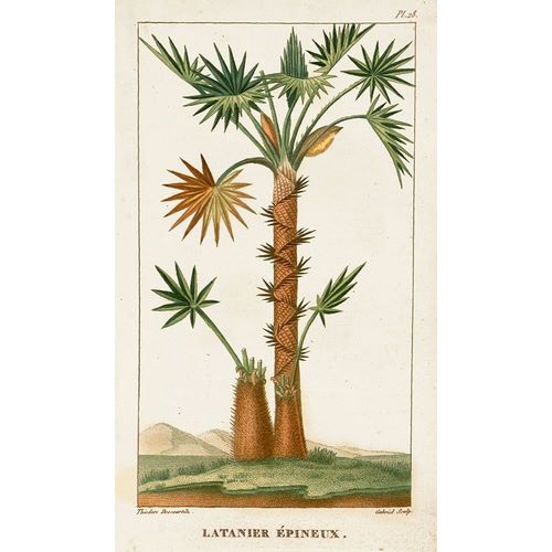 Turpin Exotic Palms I