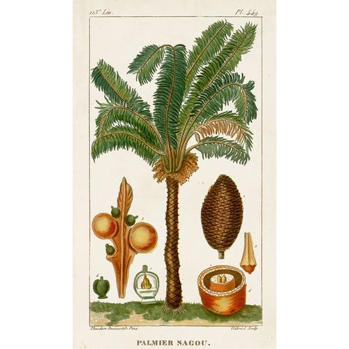 Turpin Exotic Palms VII