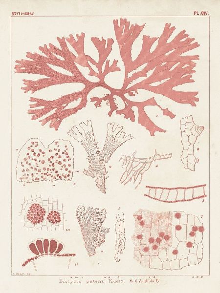 Antique Coral Seaweed III