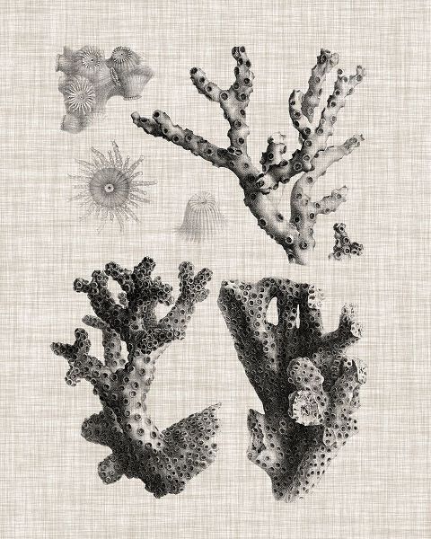 Coral Specimen I