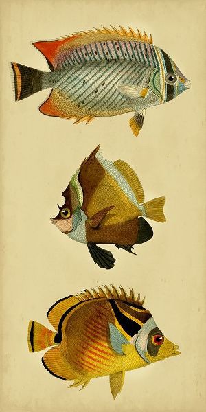 Trio of Tropical Fish II