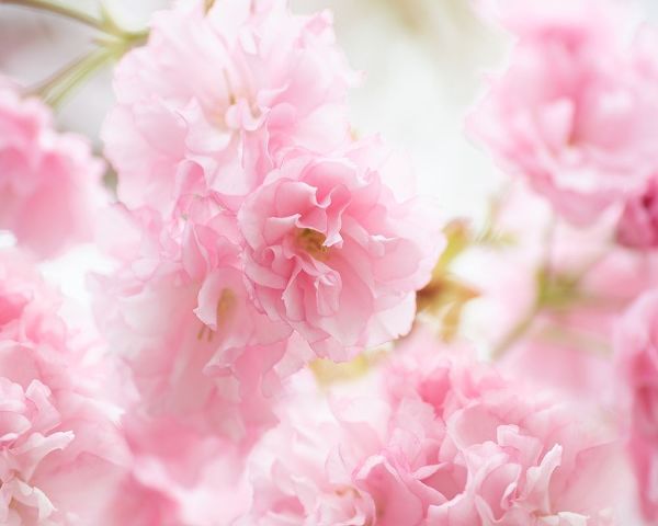 Cherry Blossom Study V
