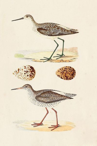 Sandpipers and Eggs II