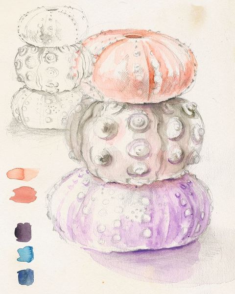 Sea Urchin Sketches I