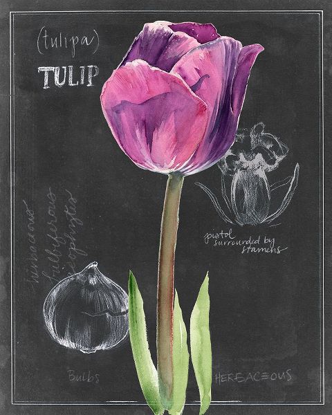 Chalkboard Flower IV