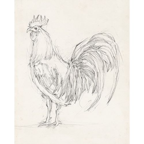 Rooster Sketch II